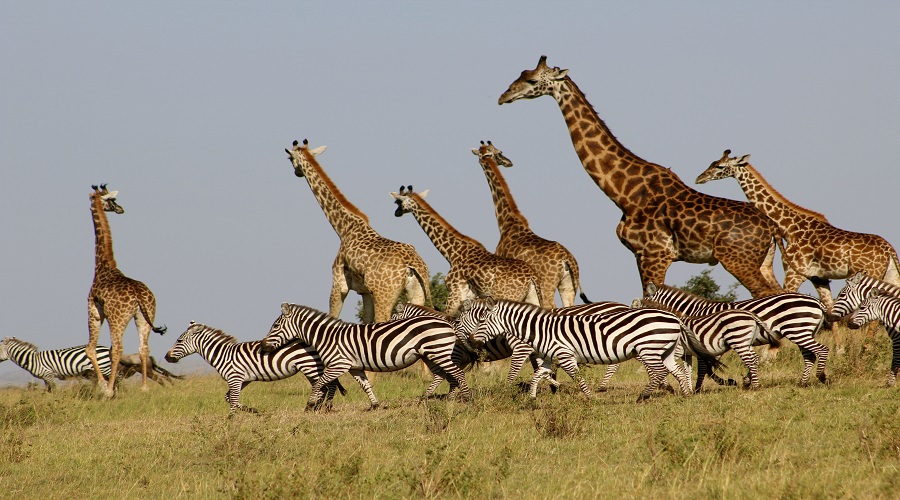 Serengeti National Park